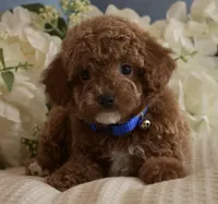 Kirby , a male Poodle - Toy  for sale in Temecula, CA – Photo 6 of 6