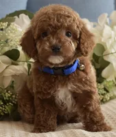 Kirby , a male Poodle - Toy  for sale in Temecula, CA – Photo 4 of 6