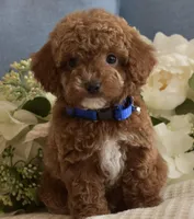 Kirby , a male Poodle - Toy  for sale in Temecula, CA – Photo 1 of 6
