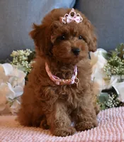 Tweenie , a female Poodle - Toy  for sale in Temecula, CA – 3 of 6
