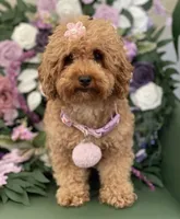 Brownie , a female Poodle - Toy  for sale in Temecula, CA – 3 of 6