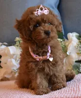 Tweenie , a female Poodle - Toy  for sale in Temecula, CA – 6 of 6