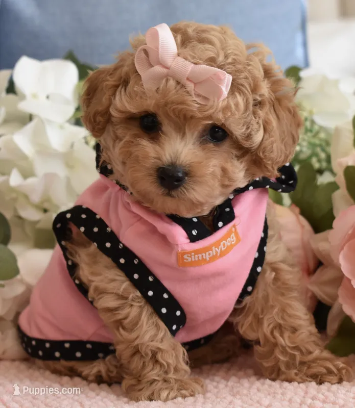Macy  – Poodle - Toy  puppy for sale in Temecula, CA