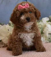 Pixie , a female Poodle - Toy  for sale in Temecula, CA – 5 of 5