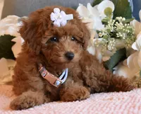 Queenie , a female Poodle - Toy  for sale in Temecula, CA – 4 of 4