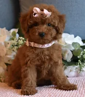 Twinkie , a female Poodle - Toy  for sale in Temecula, CA – 4 of 6