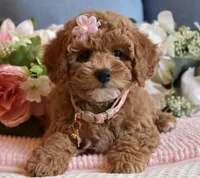 Hula , a female Poodle - Toy  for sale in Temecula, CA – 4 of 5