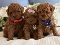 Pewee, a male Poodle - Toy  for sale in Temecula, CA – Photo 3 of 5