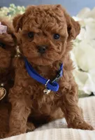 Pewee, a male Poodle - Toy  for sale in Temecula, CA – Photo 1 of 5