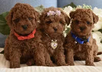 Pewee, a male Poodle - Toy  for sale in Temecula, CA – Photo 4 of 5