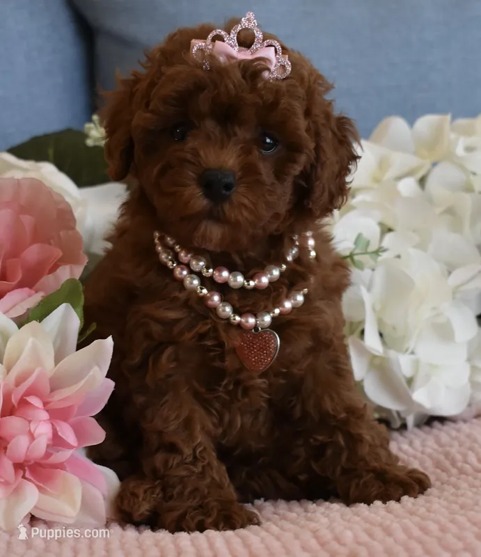 Hazel – Poodle - Toy  puppy for sale in Temecula, CA
