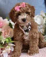 Willow, a female Poodle - Toy  for sale in Temecula, CA – 2 of 5