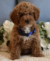 Caleb , a male Poodle - Toy  for sale in Temecula, CA – 2 of 6