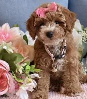 Willow, a female Poodle - Toy  for sale in Temecula, CA – 5 of 5