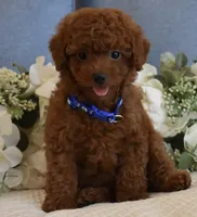 Sebastian , a male Poodle - Toy  for sale in Temecula, CA – 1 of 5