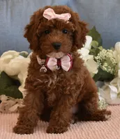 Cali Girl , a female Poodle - Miniature  for sale in Temecula, CA – 4 of 7
