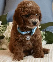 Stash, a male Poodle - Toy  for sale in Temecula, CA – 4 of 5