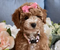 Willow, a female Poodle - Toy  for sale in Temecula, CA – 4 of 5