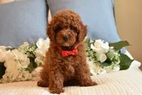 Elvis , a male Poodle - Toy  for sale in Temecula, CA – 5 of 5