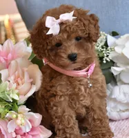 ChaCha , a female Poodle - Toy  for sale in Temecula, CA – 5 of 5