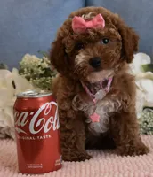 Pixie , a female Poodle - Toy  for sale in Temecula, CA – 3 of 5