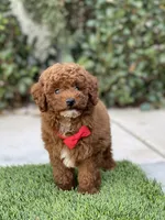 Teddy , a male Poodle - Toy  for sale in Temecula, CA – 6 of 9