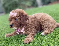Cali , a female Poodle - Toy  for sale in Temecula, CA – 5 of 5