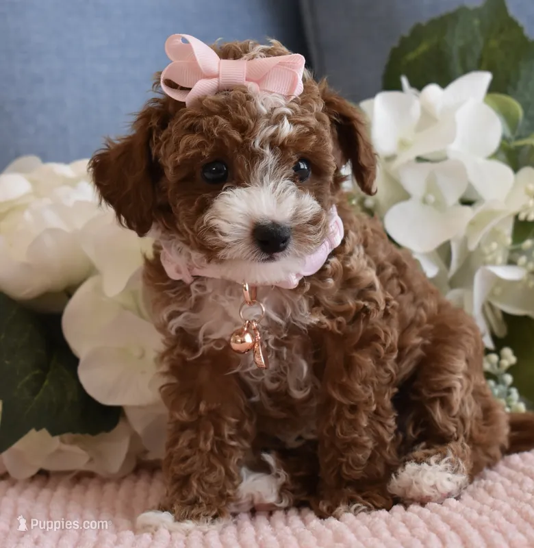 Bindy  – Poodle - Toy  puppy for sale in Temecula, CA