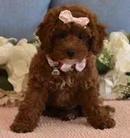 Cali Girl , a female Poodle - Miniature  for sale in Temecula, CA – 3 of 7