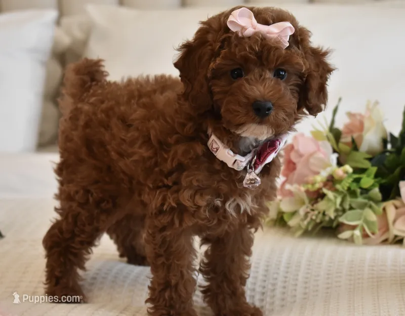 Cali Girl  – Poodle - Miniature  puppy for sale in Temecula, CA
