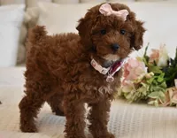 Cali Girl , a female Poodle - Miniature  for sale in Temecula, CA – 1 of 7
