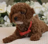 Mason , a male Poodle - Toy  for sale in Temecula, CA – 8 of 8
