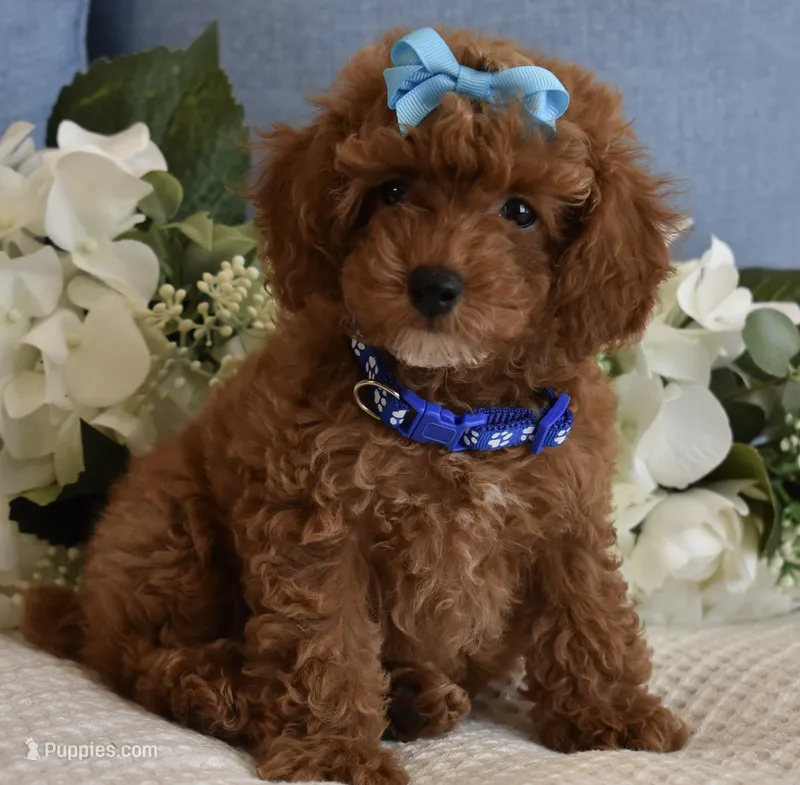 Marley  – Poodle - Toy  puppy for sale in Temecula, CA