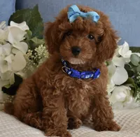 Marley , a male Poodle - Toy  for sale in Temecula, CA – 1 of 5