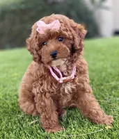 Cali , a female Poodle - Toy  for sale in Temecula, CA – 4 of 5