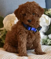 Casper, a male Poodle - Toy  for sale in Temecula, CA – Photo 3 of 6