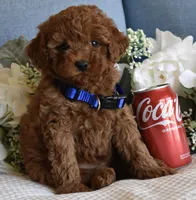 Casper, a male Poodle - Toy  for sale in Temecula, CA – Photo 6 of 6