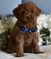 Casper, a male Poodle - Toy  for sale in Temecula, CA – Photo 4 of 6