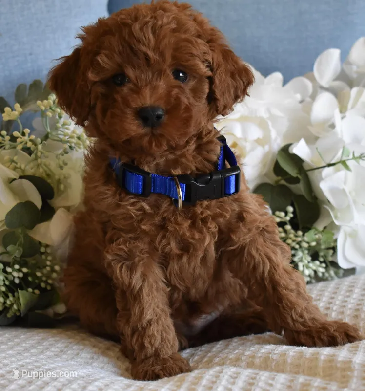 Casper – Poodle - Toy  puppy for sale in Temecula, CA
