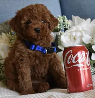 Casper, a male Poodle - Toy  for sale in Temecula, CA – Photo 2 of 6