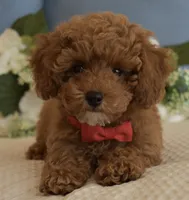 Pierre , a male Poodle - Toy  for sale in Temecula, CA – 5 of 5