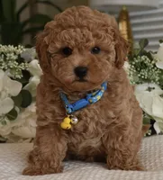Bubba, a male Poodle - Toy  for sale in Temecula, CA – 3 of 5