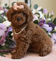 Mia, a female Poodle - Toy  for sale in Temecula, CA – 3 of 5