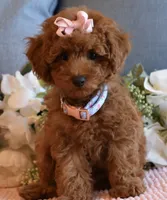 Queenie , a female Poodle - Toy  for sale in Temecula, CA – 2 of 4