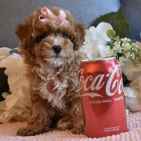 CeCe, a female Poodle - Toy  for sale in Temecula, CA – 5 of 5