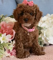 Frida, a female Poodle - Toy  for sale in Temecula, CA – 4 of 5