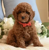 Elvis , a male Poodle - Toy  for sale in Temecula, CA – 1 of 5