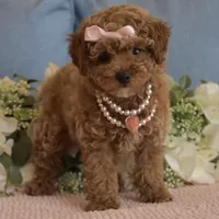 Coco, a female Poodle - Toy  for sale in Temecula, CA – 1 of 6