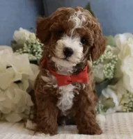 Blaze , a male Poodle - Toy  for sale in Temecula, CA – 3 of 6