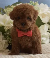 Apollo , a male Poodle - Toy  for sale in Temecula, CA – Photo 3 of 5